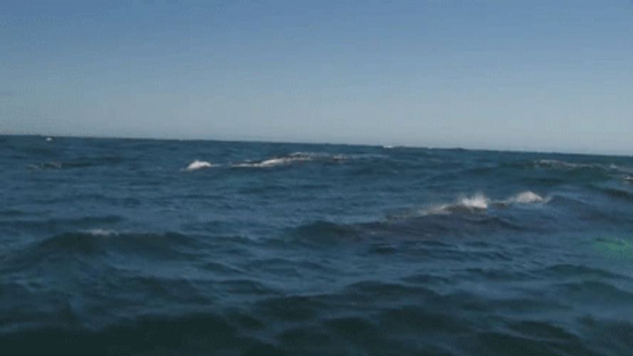 Whale Splashes Rainbow GIF