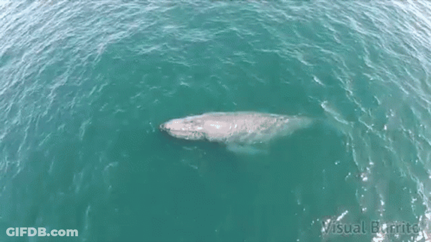 Whale Spout In The Ocean GIF