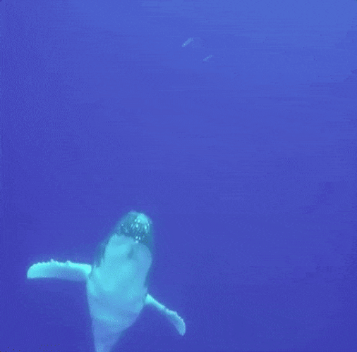 Whale Swims Backflip GIF