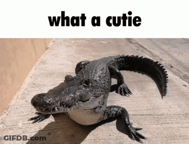 What A Cutie Crocodile Rub By Hand GIF