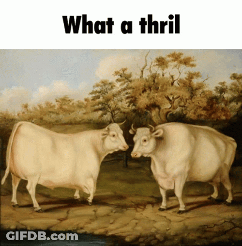 What A Thrill Cow GIF