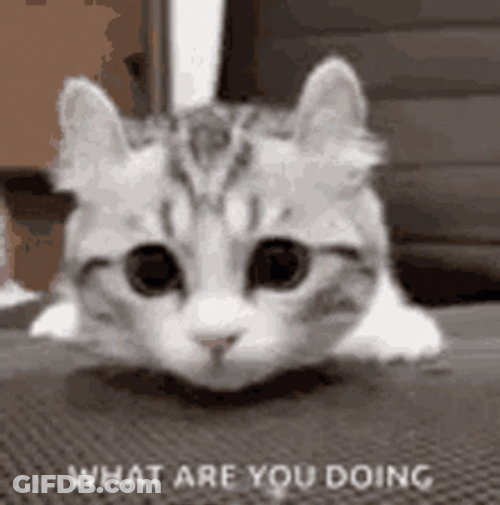 What Are You Doing Cute Cat GIF