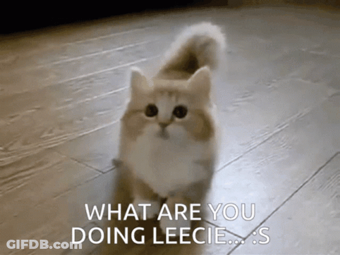What Are You Doing Cute Short Legged Cat GIF
