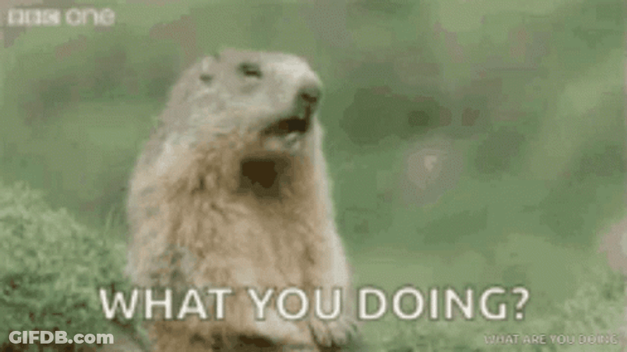 What Are You Doing Hey Groundhog GIF