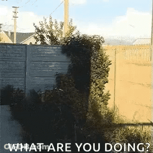 What Are You Doing Sneaky Husky GIF
