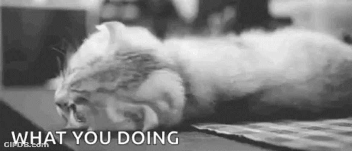What Are You Doing Sweet Little Cat GIF