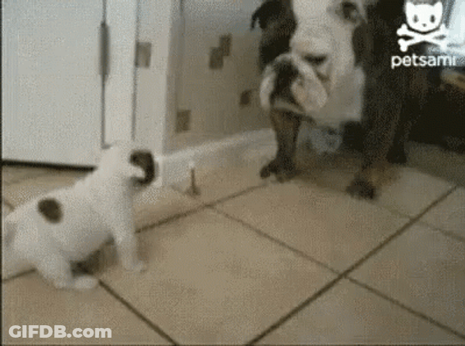 What Are You Looking At Big Dawg GIF