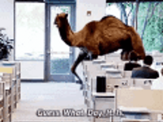 What Day It Is Hump Day Camel GIF