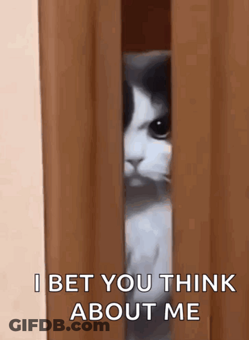 What Do You Think About Me Cat GIF