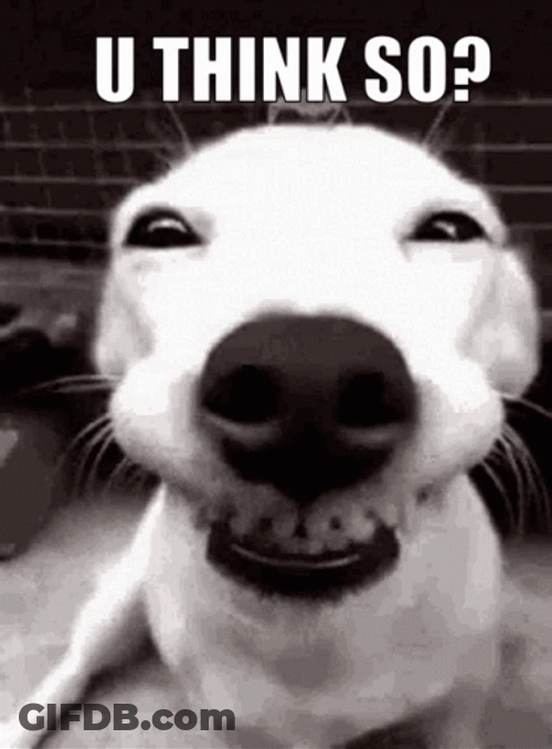 What Do You Think White Dog GIF