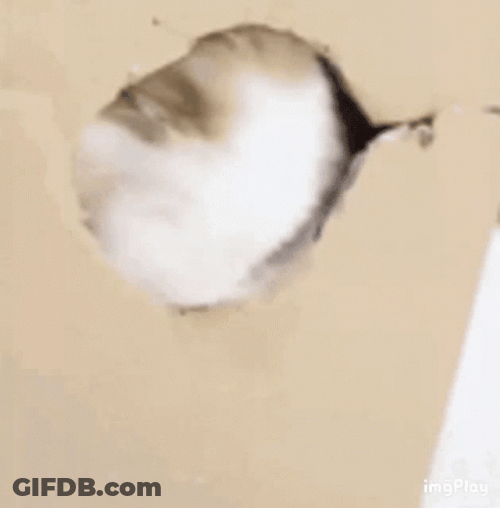 What Do You Want GIF