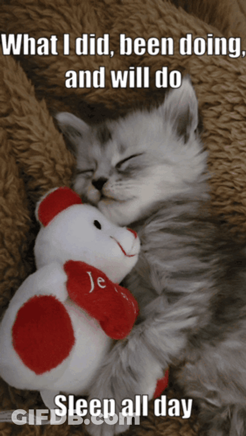 What I Do All Day Is Sleep GIF