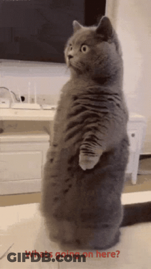 What Is Happening Bewildered Cat GIF