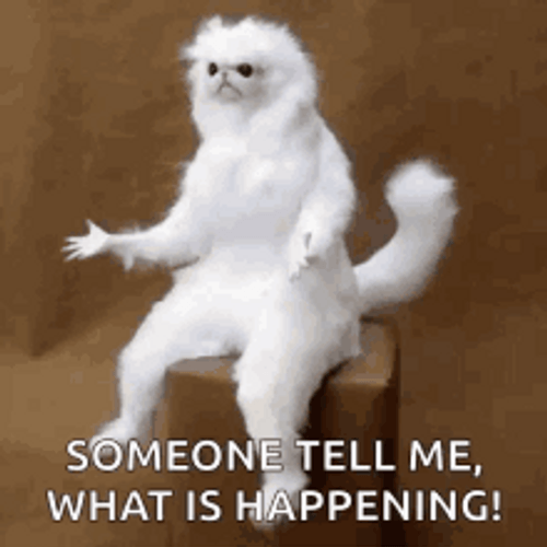 What Is Happening Confused Cat GIF