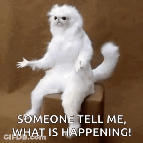 What Is Happening Confused White Persian Cat GIF