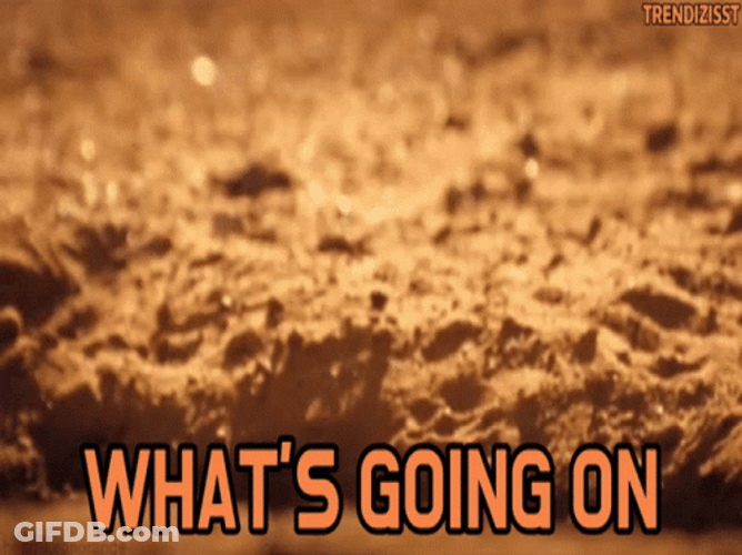 What Is Happening Cute Meerkat GIF