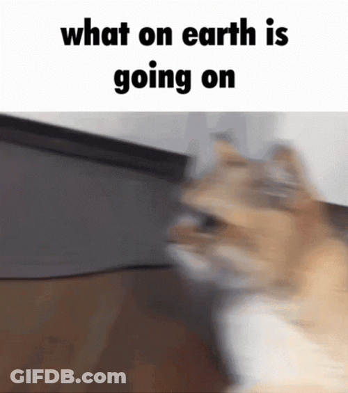 What Is Happening Frantic Cat GIF