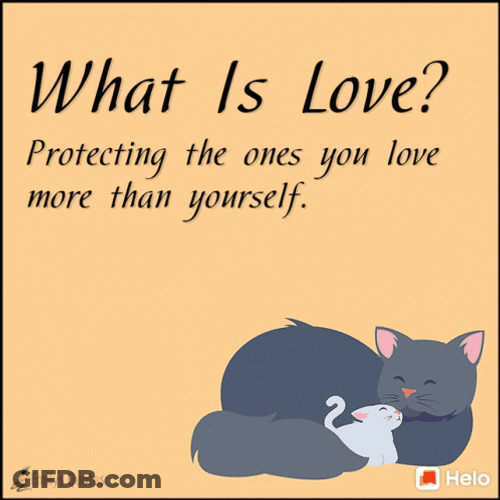 What Is Love Cat GIF