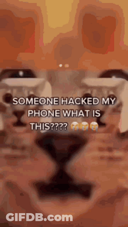 What Is This Hack Cat Selfie GIF