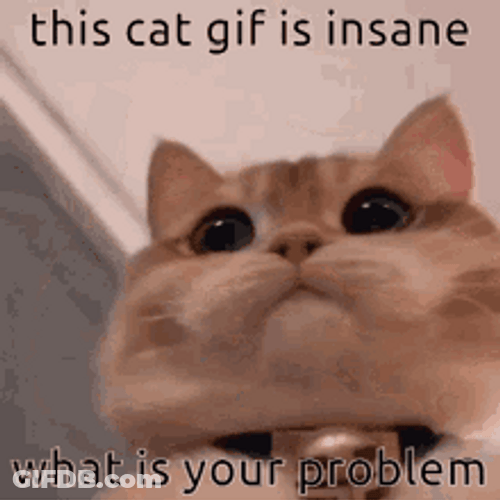 What Is Your Problem Cute Cat GIF