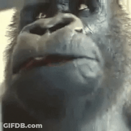 What Meme GIF