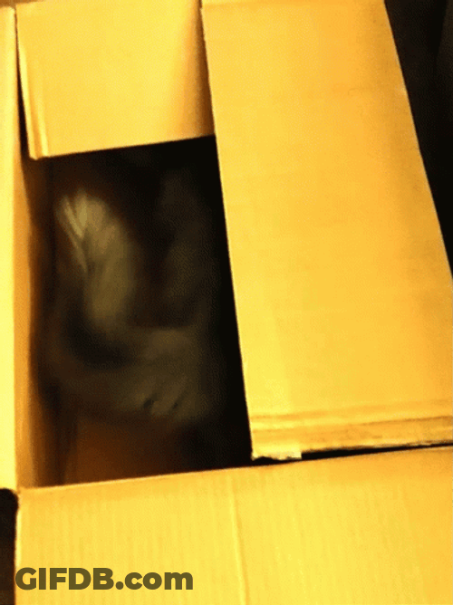 What's In The Box Black Cat Hiding GIF