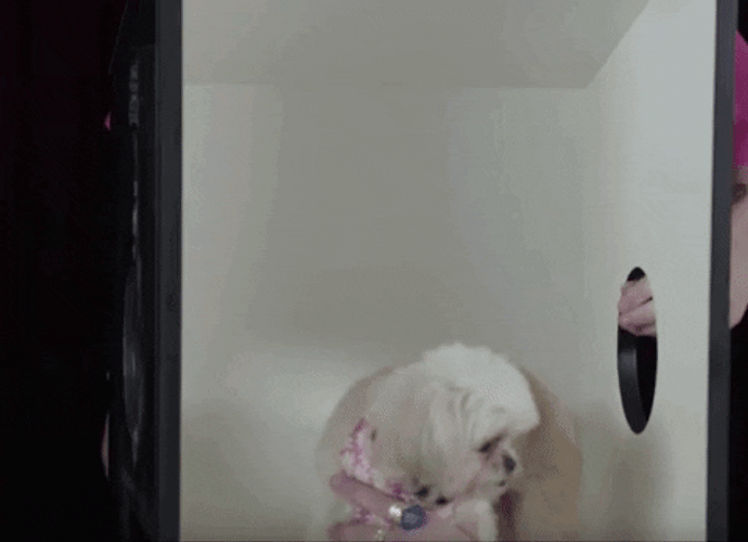 What's In The Box Fluffy Dog Shocked GIF