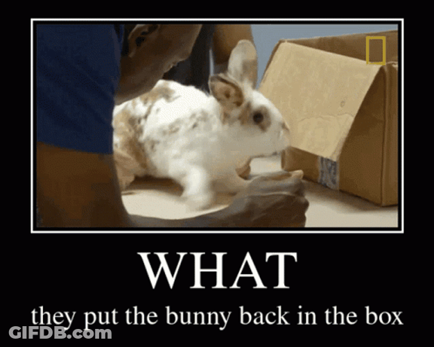 What's In The Box Giant Bunny Hopping GIF