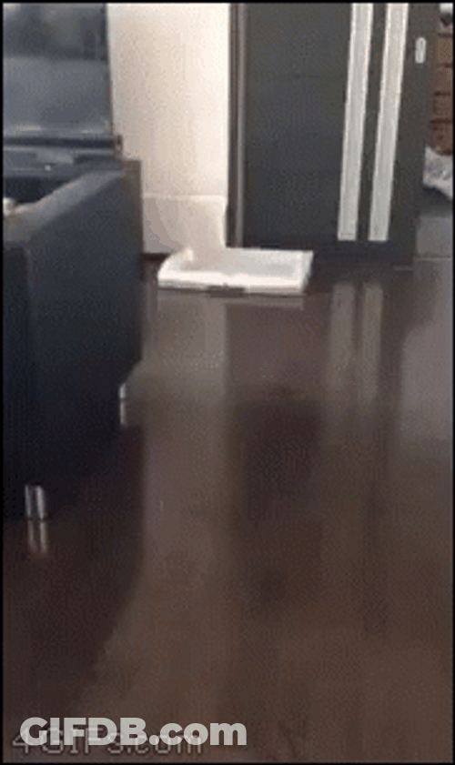 What's In The Box Husky Head Peeking GIF