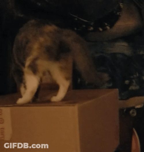 What's In The Box Prying Ginger Cat GIF