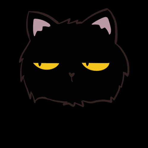What's Up Black Cat GIF