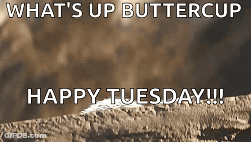 What's Up Buttercup Happy Tuesday On Brown Background GIF