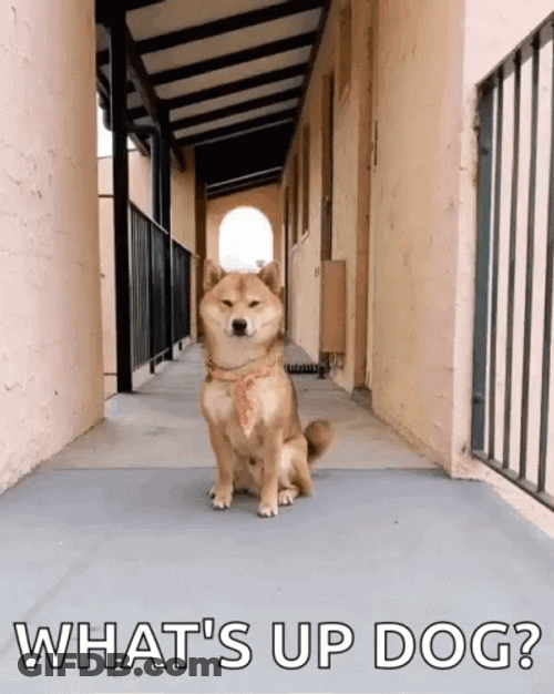 What's Up Funny Dog Bread GIF