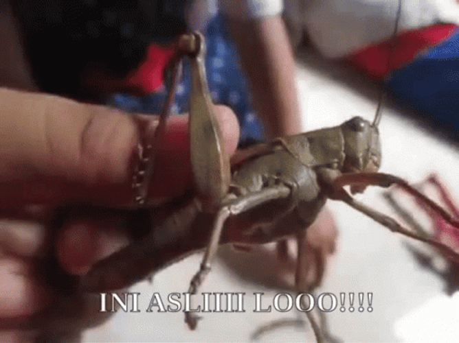 What's Up Grasshopper GIF