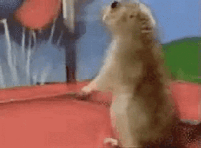What? Squirrel Animal GIF