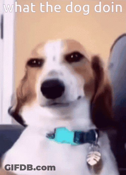 What The Dog Doing GIF