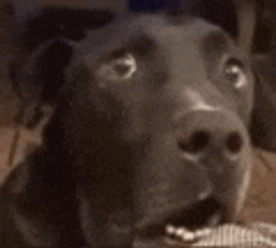 What The Fuck Meme GIF