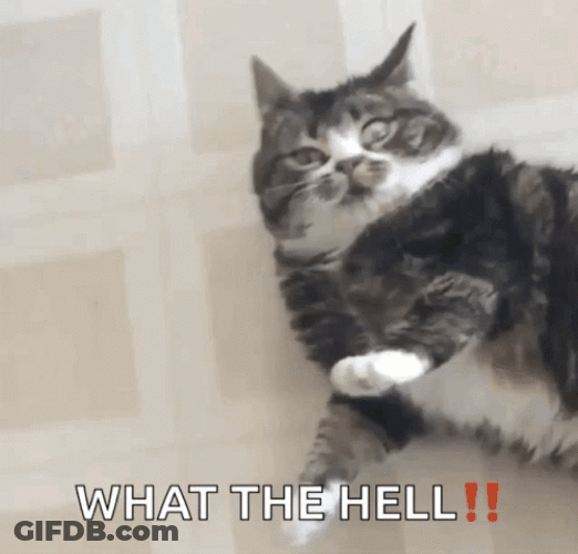 What The Hell Meme Cat GIF
