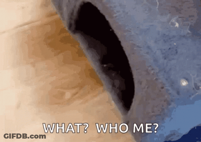 What Who Me Cat GIF