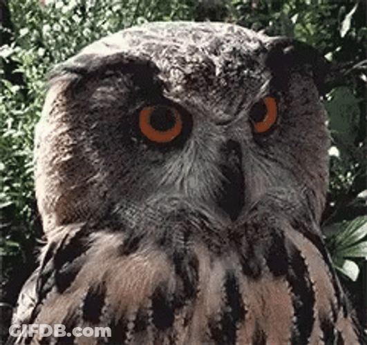 Whatchu Talkin Bout Willis Big Angry Owl GIF