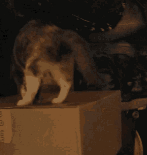 Whats In The Box Cute Curious Cat Peeking GIF