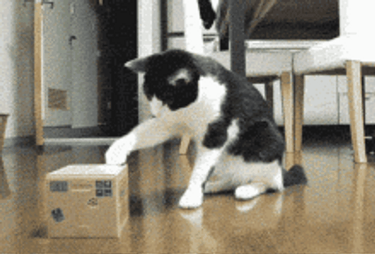 Whats In The Box Funny Cat Confused GIF