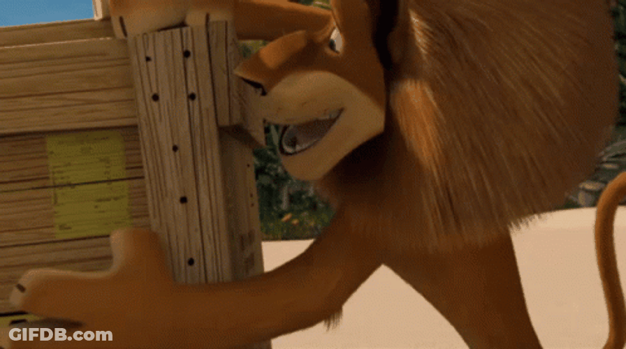 Whats In The Box Madagascar Alex Lion GIF