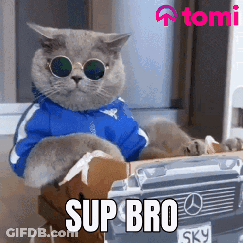 Whats Up Brother Chubby Cat Wearing Shades GIF