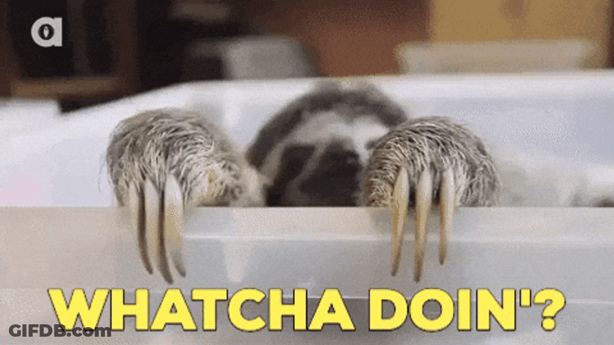 Whats Up Brother Cute Baby Sloth GIF