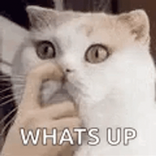 Whats Up Cat Groaning GIF