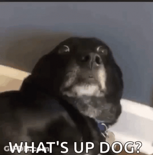Whats Up Doc Dog Shocked Face GIF