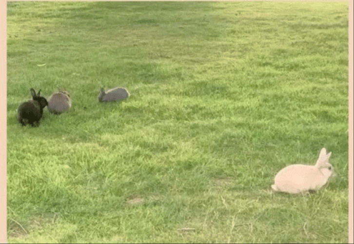 Whats Up Doc Four Rabbit On The Grass GIF