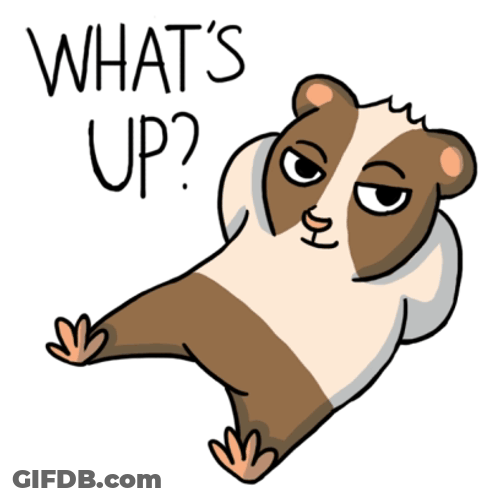 Whats Up Doc Guinea Pig Sticker GIF