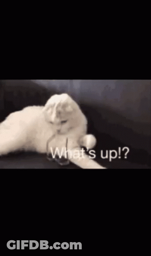 Whats Up Doc White Cat GIF
